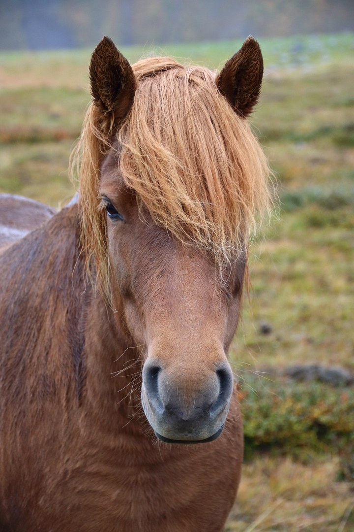 Dandy