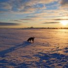 Dandy im Sonnenuntergang