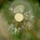 Dandy-Lion roaaarrrrr!!! Schöner 1. Mai !!