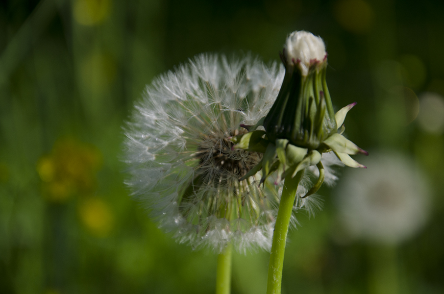 dandylion2