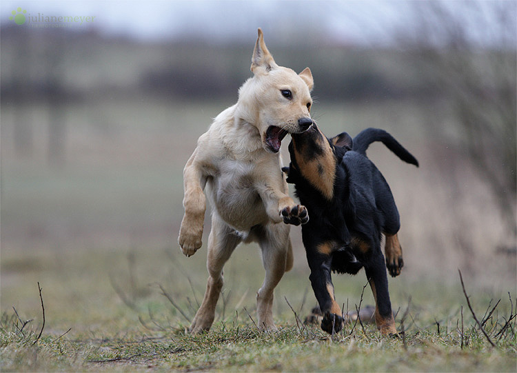 Dane und Malik