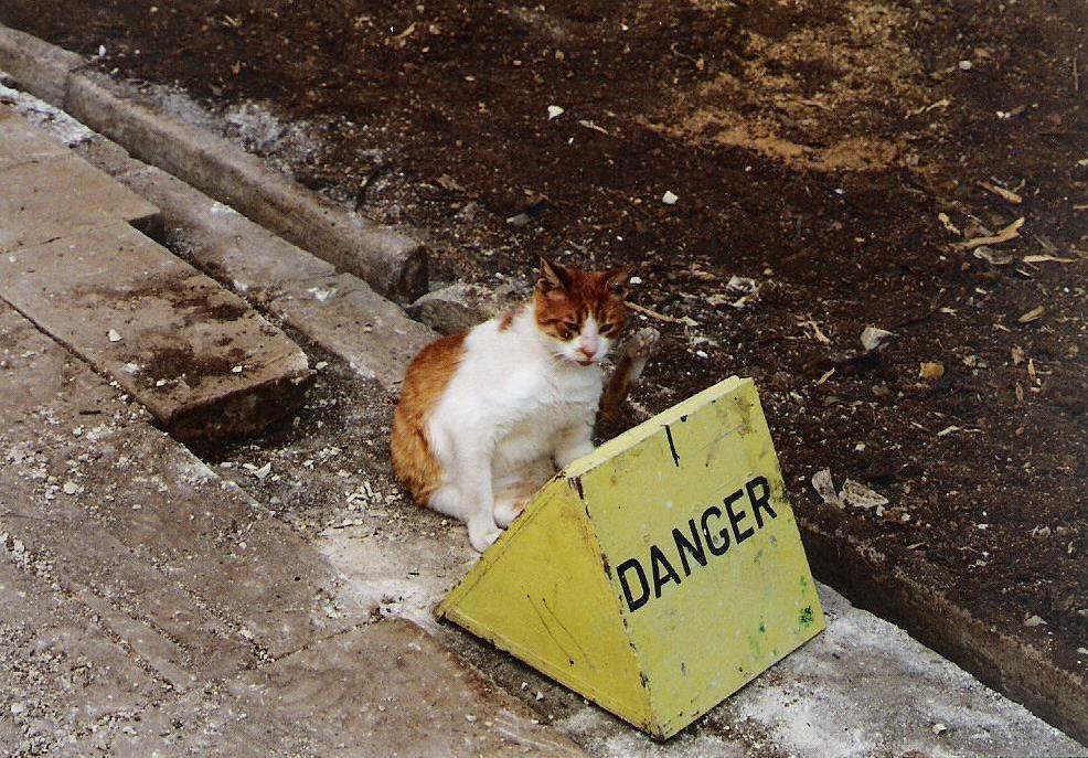 Danger Cat