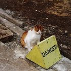 Danger Cat