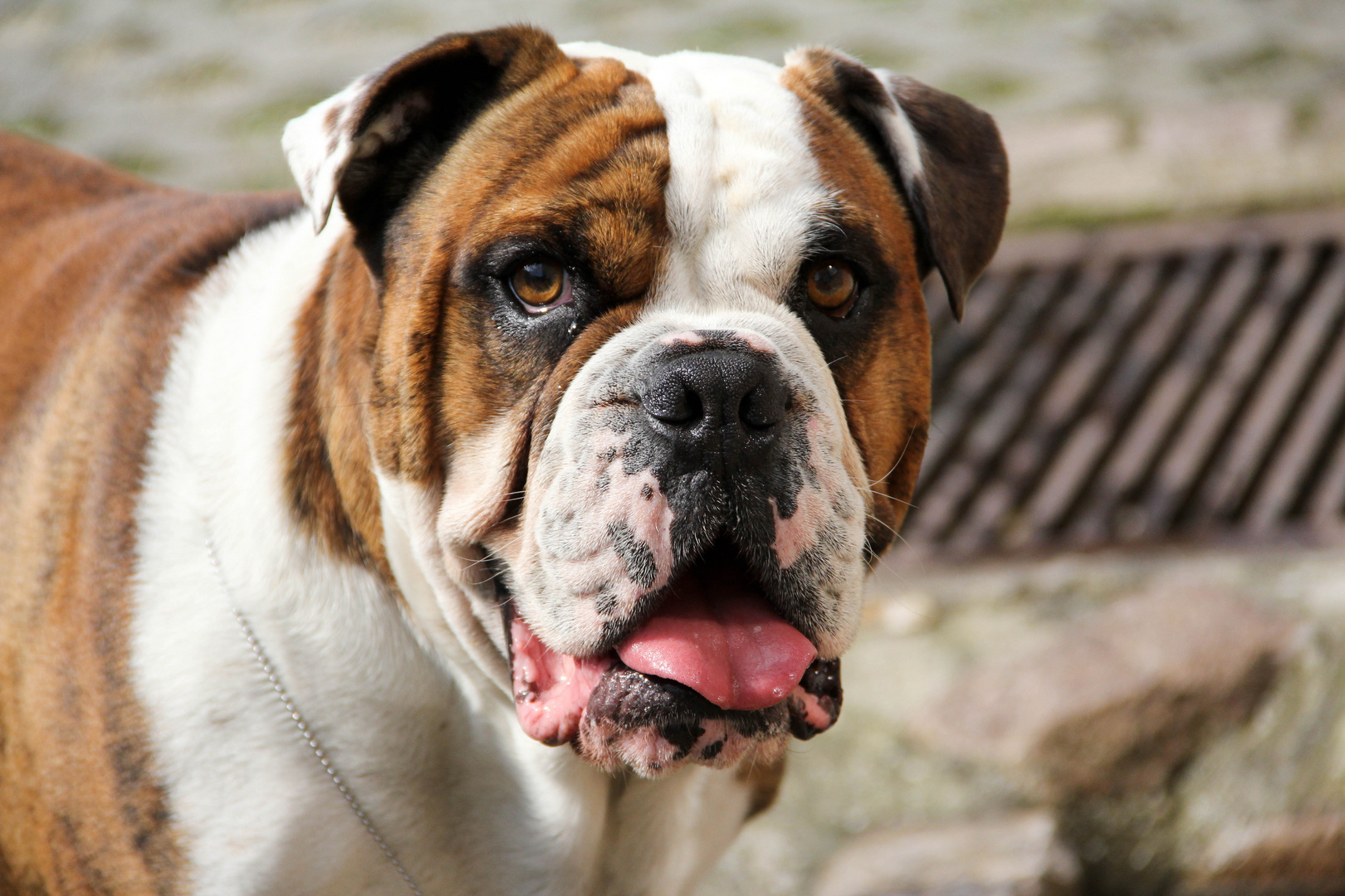 Danger die Englische Bulldogge