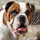 Danger die Englische Bulldogge