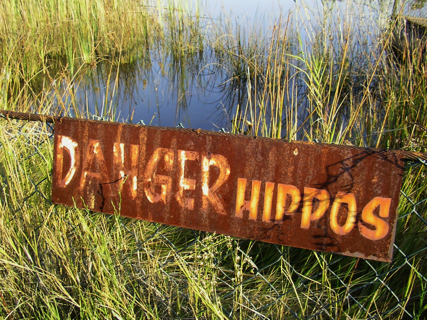 Danger Hippos!
