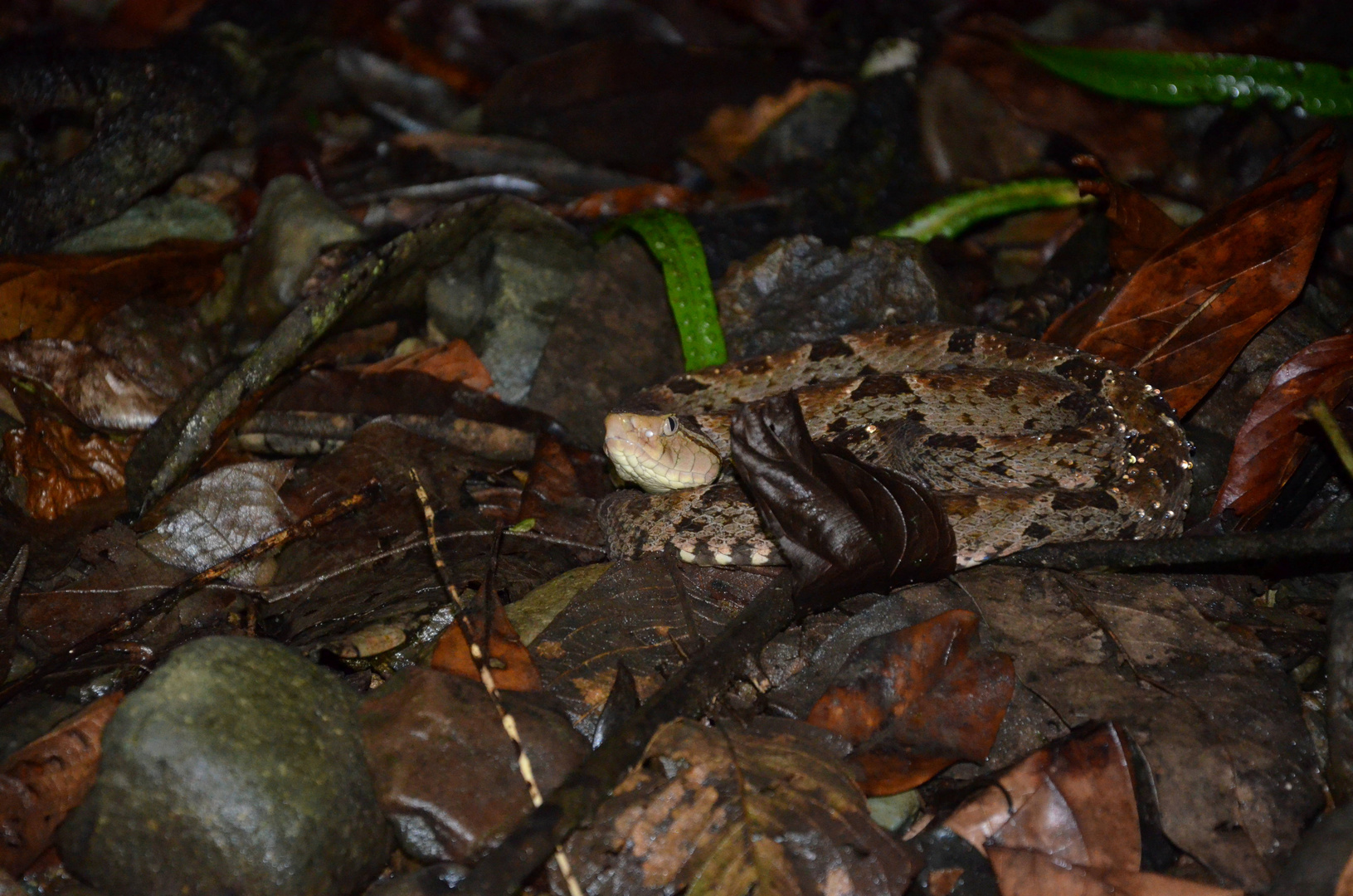 Danger Noodle --- Bothrops asper Garman