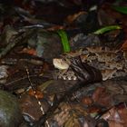 Danger Noodle --- Bothrops asper Garman