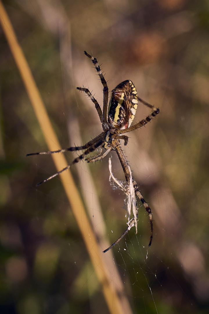 Dangerous beauty