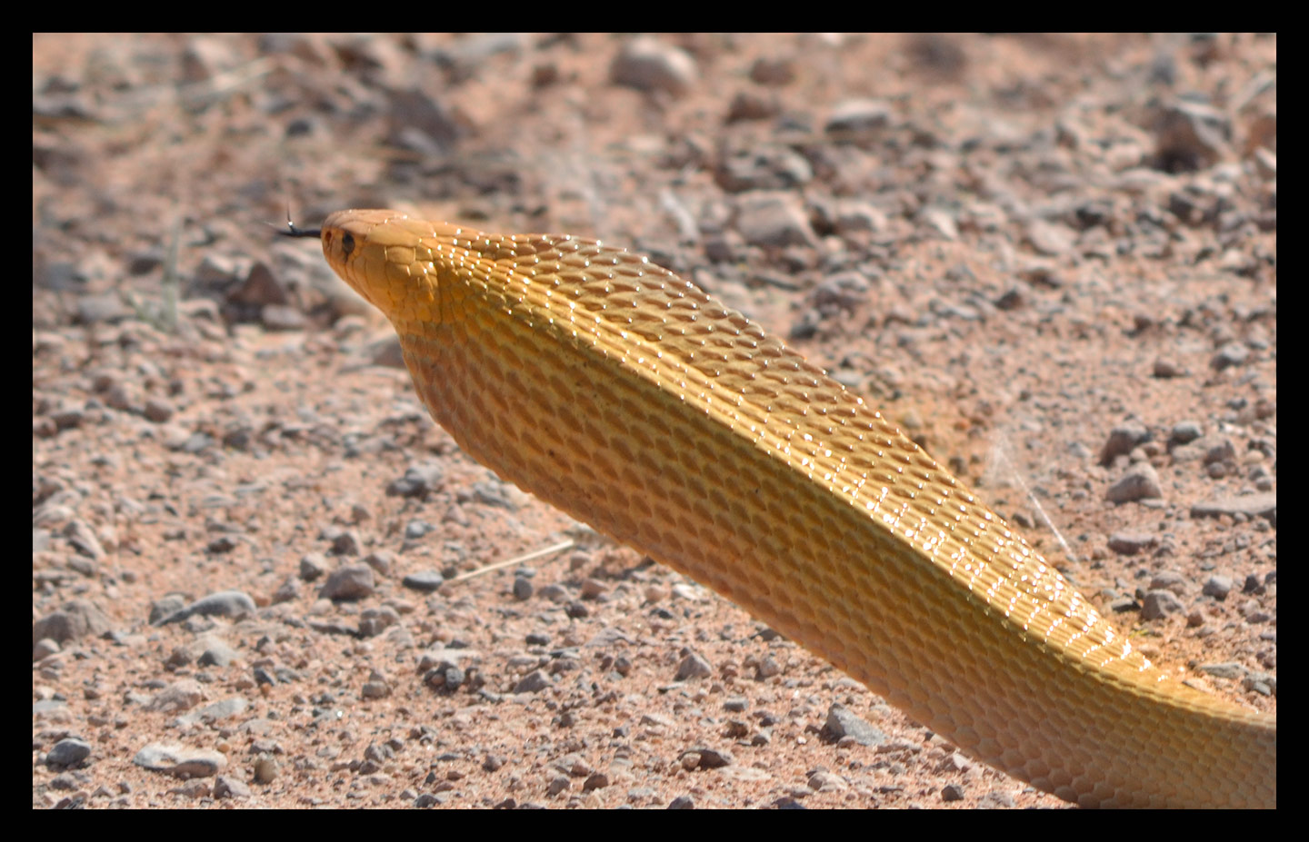 && dangerous cape cobra crossing gravel road &&