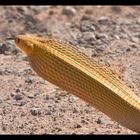 && dangerous cape cobra crossing gravel road &&