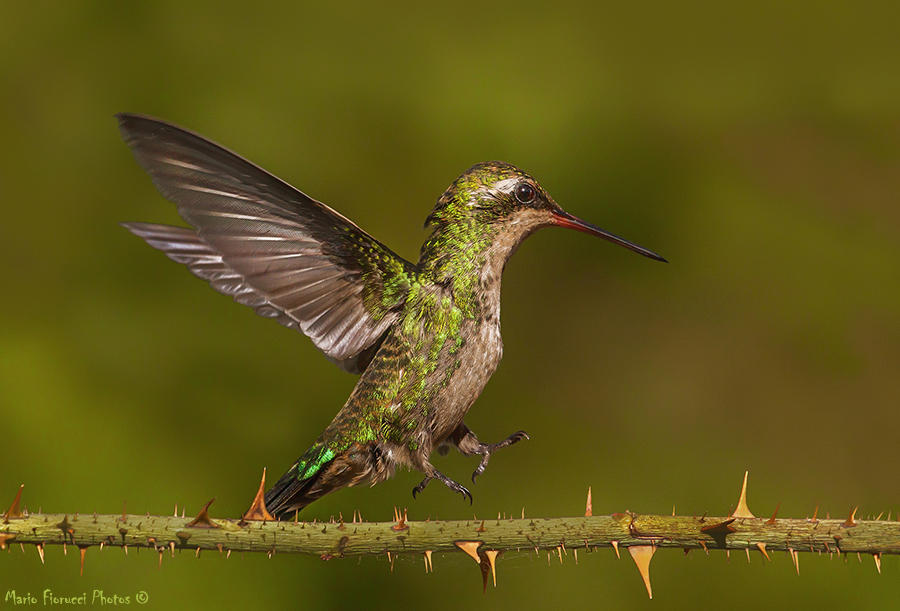 Dangerous landing