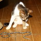 Dangerous Piano Lesson on Calliophis gracilis (Spotted Coral Snake)