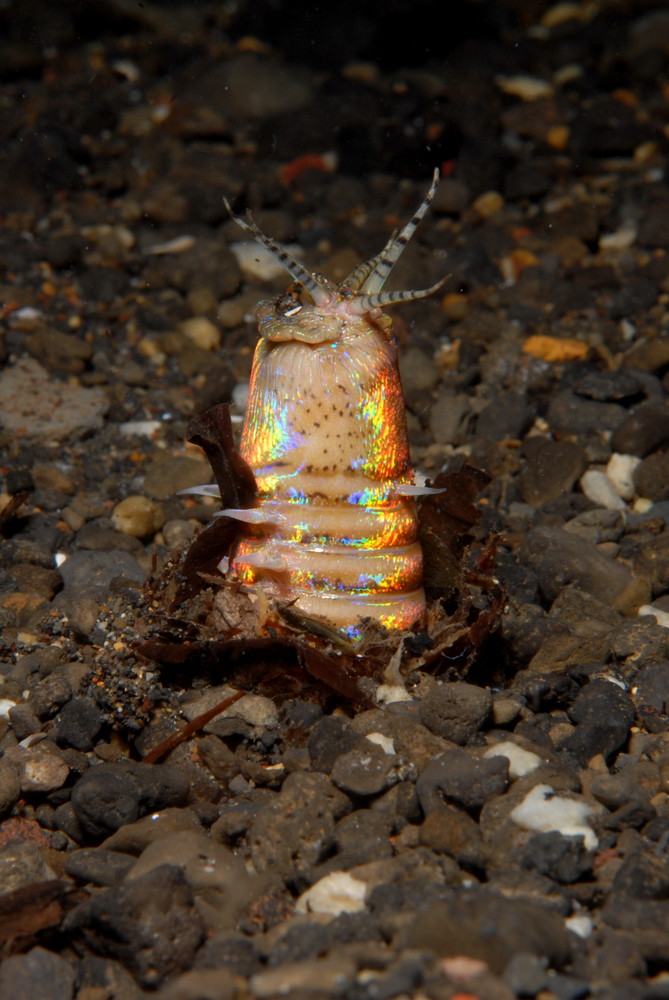 Daniela's Bobbitworm