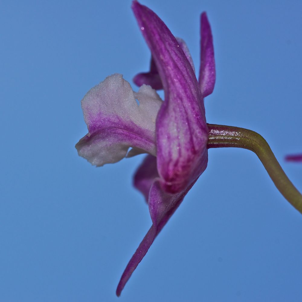 Danielas Orchidee (1)