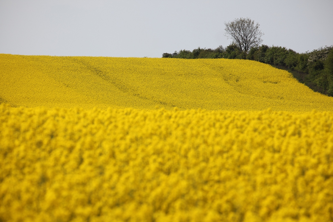 Danish landscape in May