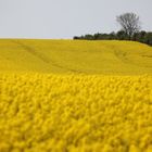 Danish landscape in May