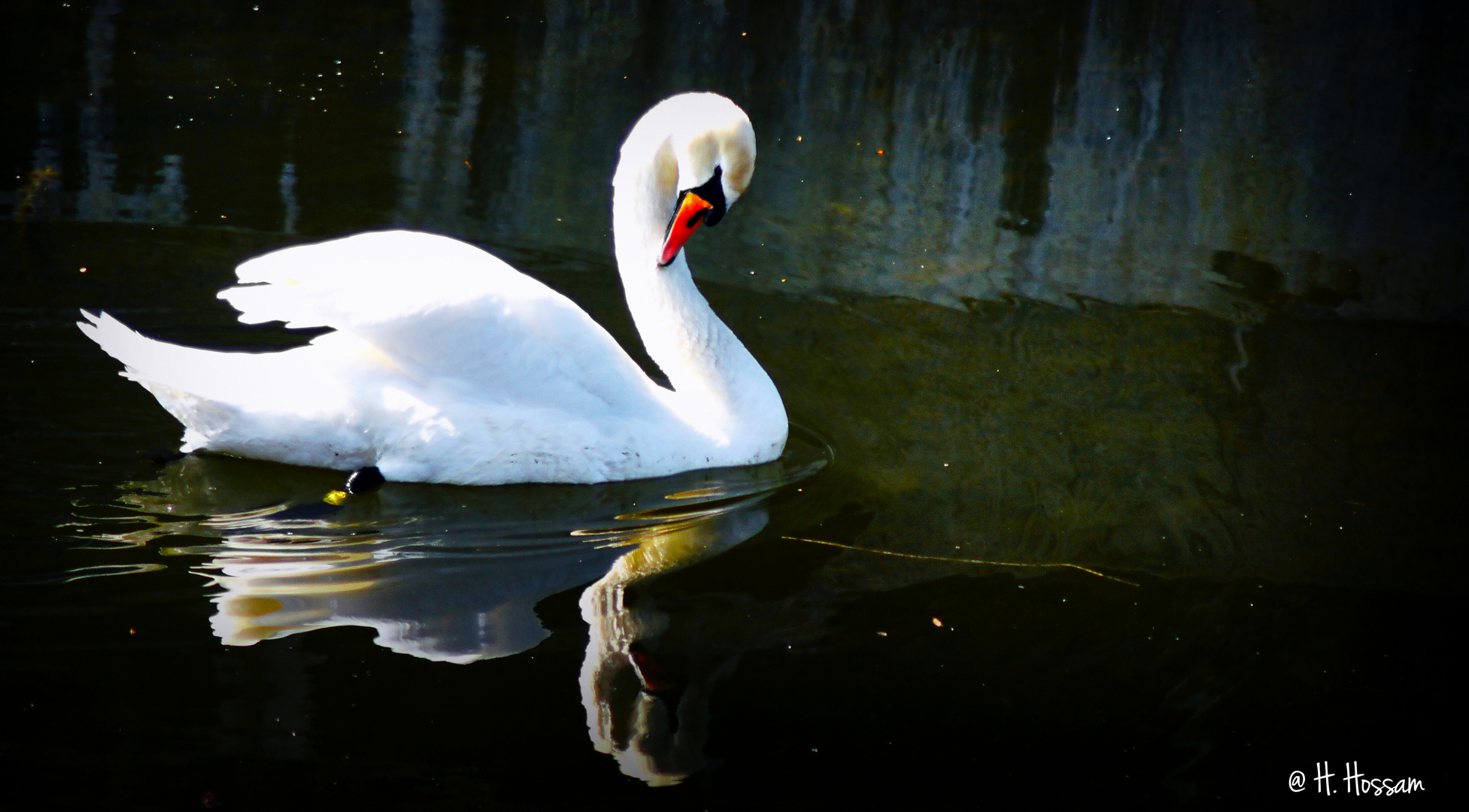 Danish Swan