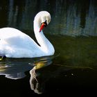 Danish Swan