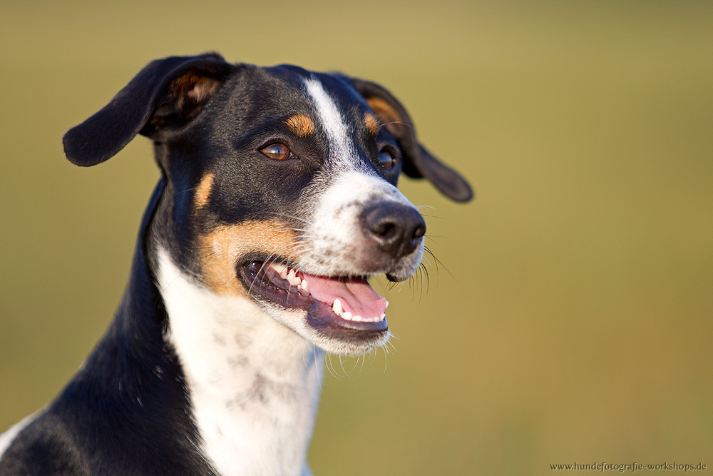 Danish-Swedish Farmdog