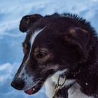 Dank an die tapferen Hunde.     .DSC_3154-2