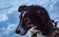 Dank an die tapferen Hunde.     .DSC_3154-2