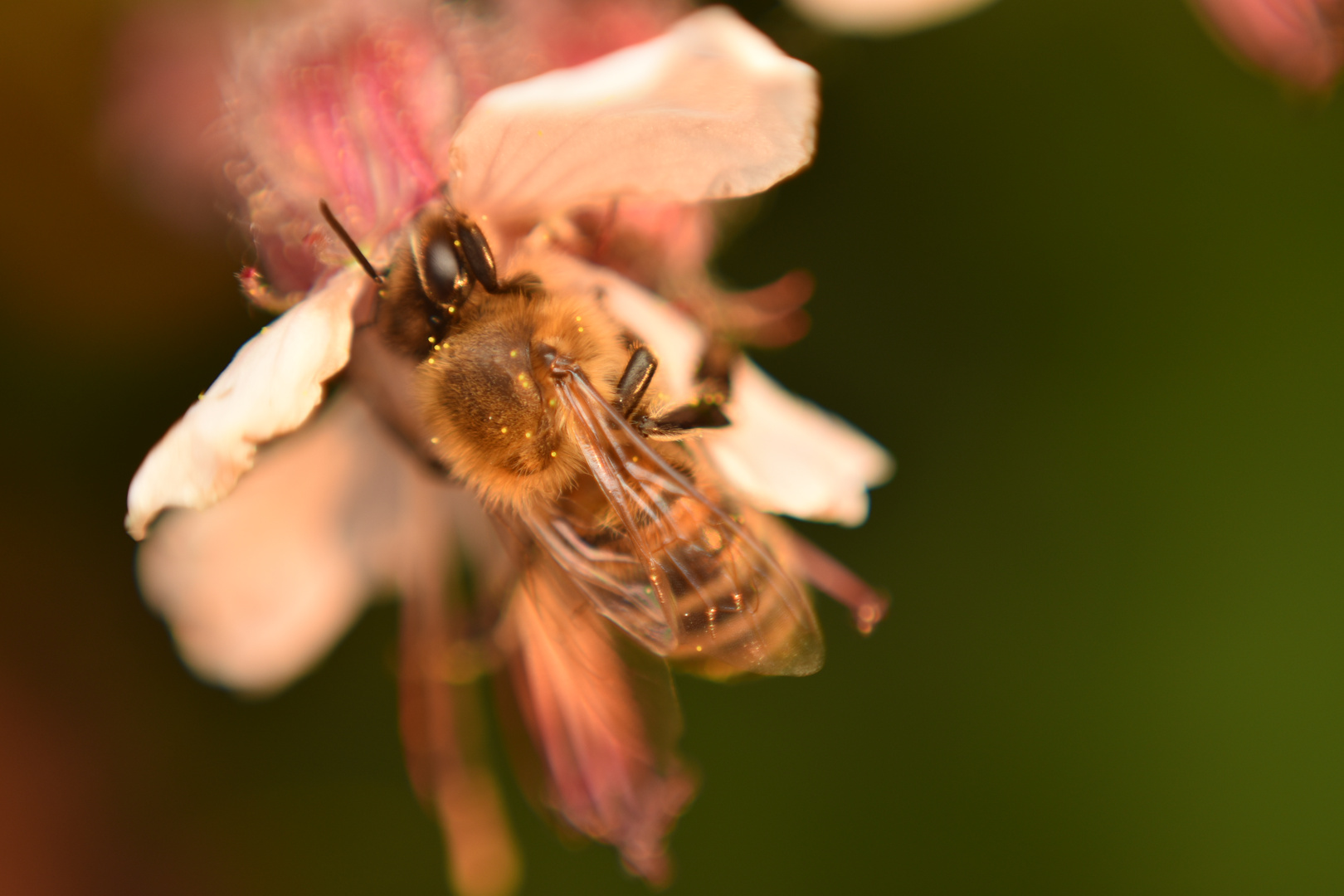 Dank den Bienen