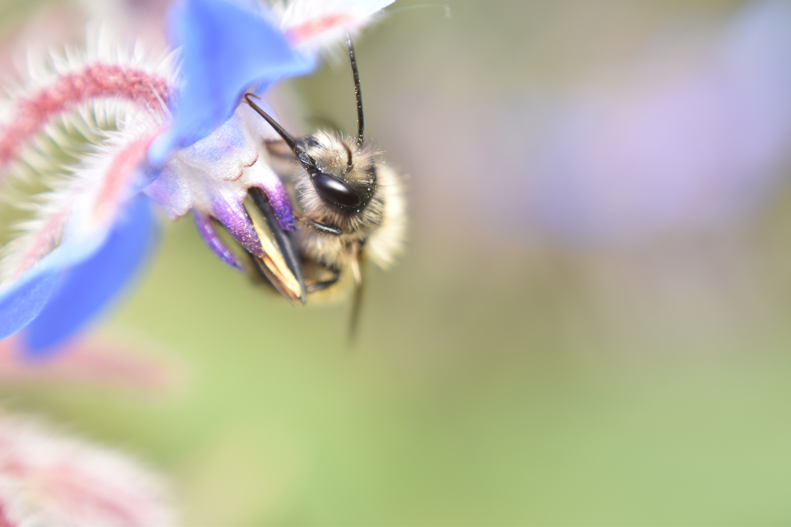 Dank den Bienen