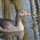 Dank des vielen Regens hat sich das Wasser im Wald ausgebreitet