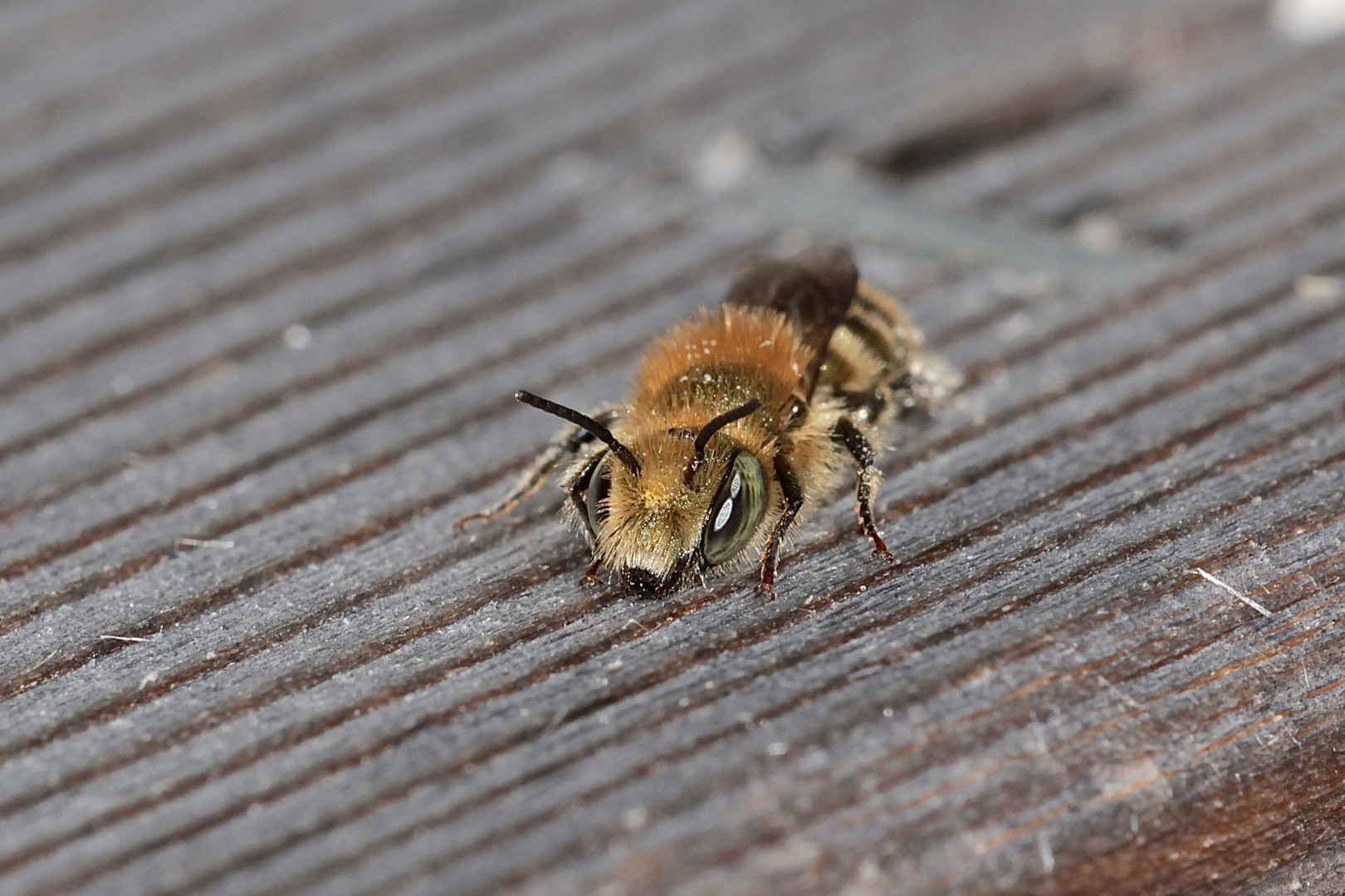 Dank Volkmar mein erstes Männchen der Stahlblauen Mauerbiene (Osmia caerulescens)!