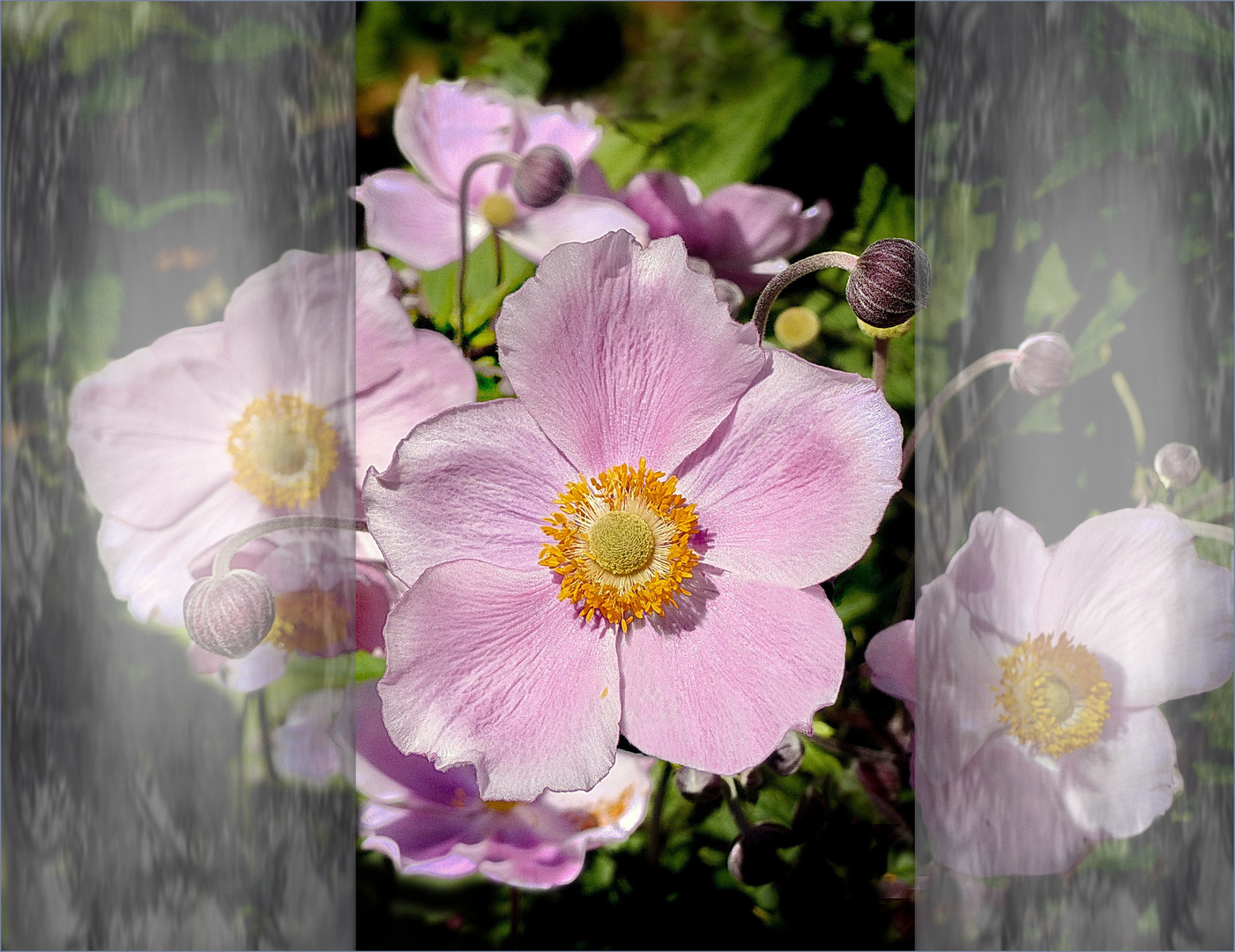 Dankbare  winter  Anemone