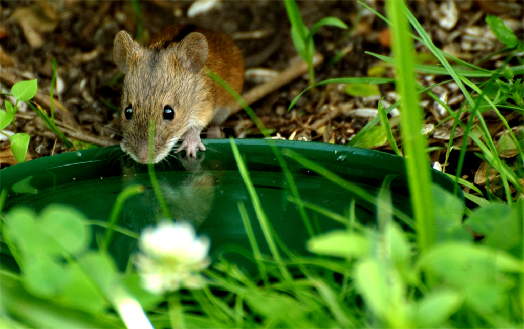 Danke für das Trinkwasser - Die Brandmaus...