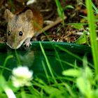 Danke für das Trinkwasser - Die Brandmaus...