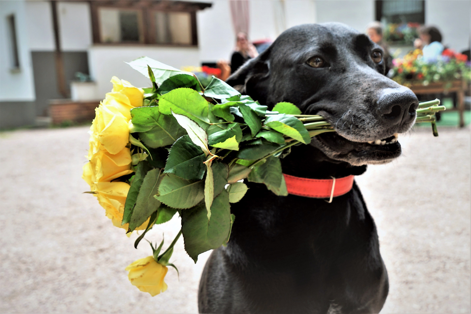 Danke für die Blumen