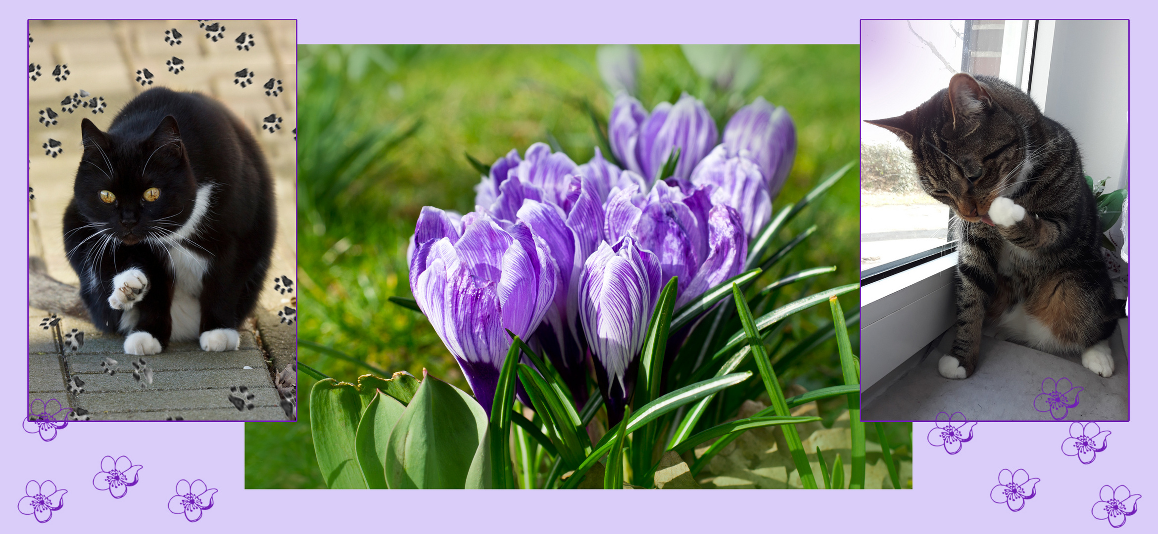 Danke für die vielen Veilchenblüten