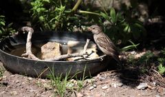 Danke für die Vogeltränke