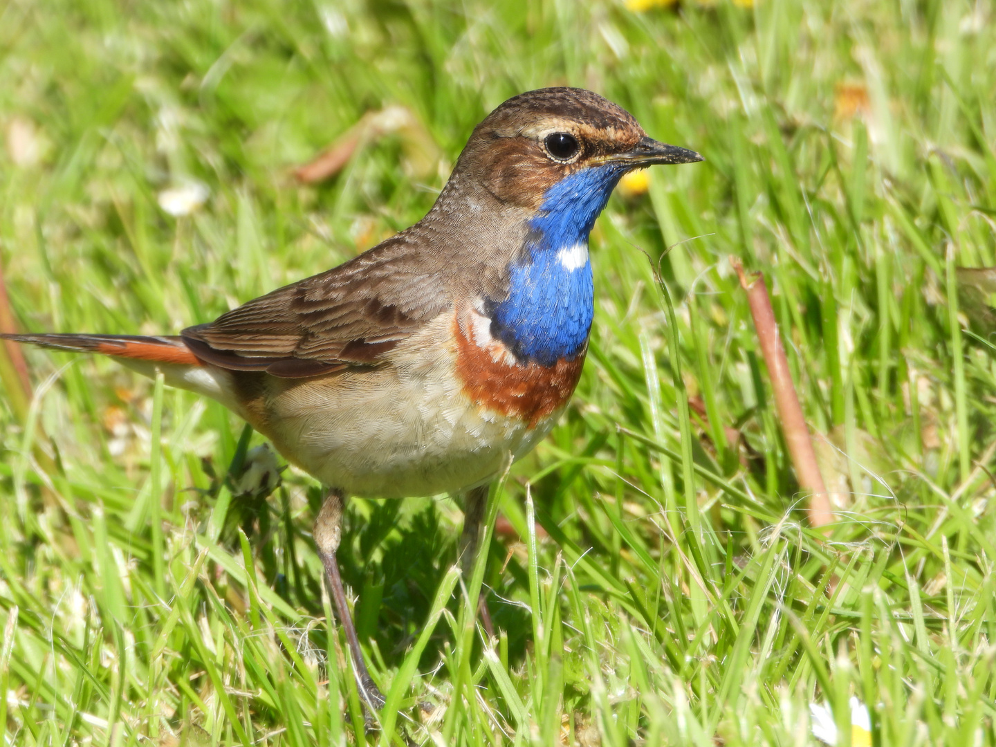 Danke, für diese Bilder Foto & Bild tiere, wildlife, wild lebende