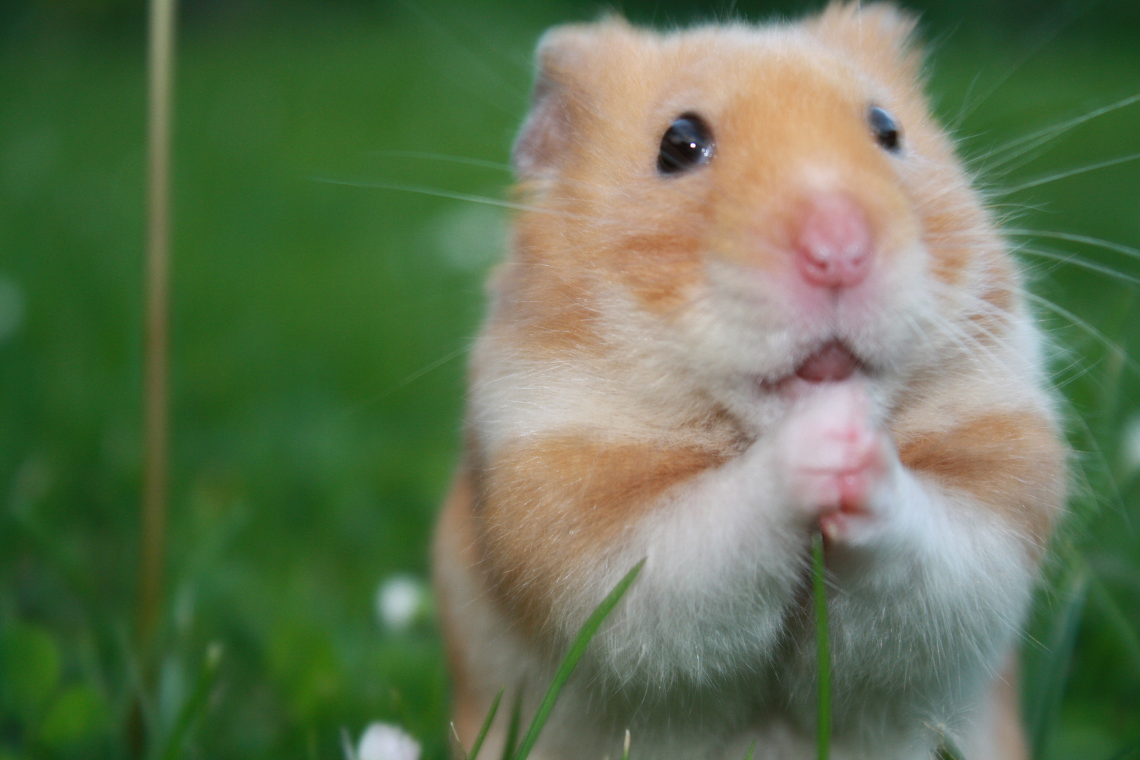 "Danke Hamstermama!"