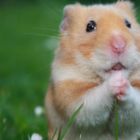 "Danke Hamstermama!"