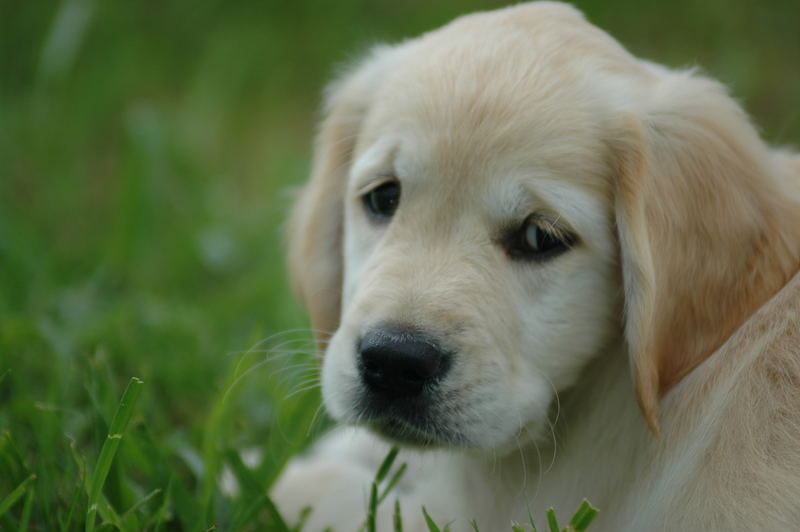 Danke kleiner Hund Foto &amp; Bild tiere, haustiere, hunde Bilder auf