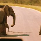 DANKE liebe elefanten,da kommt kein bus durch. Ihr habt sowieso vor-fahrt / vorlauf.