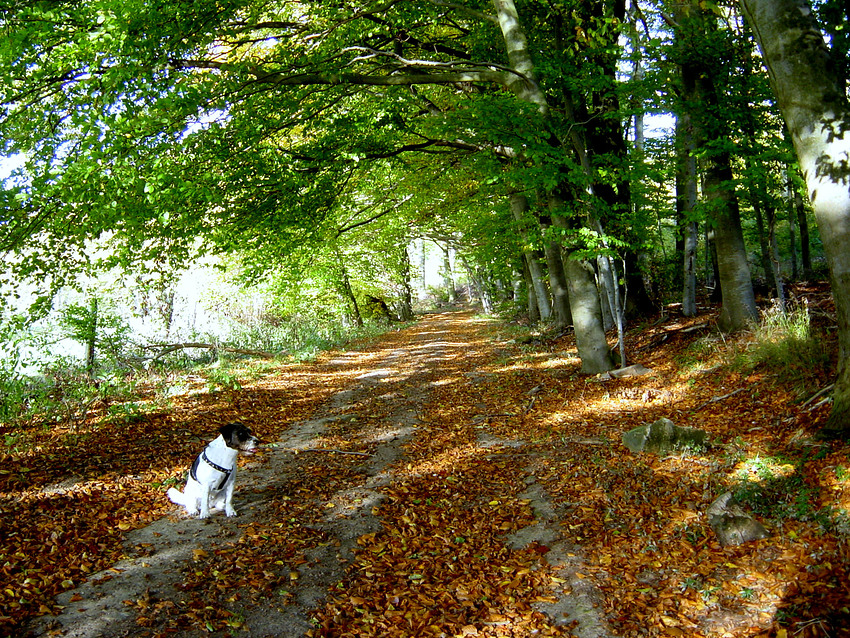 Danke - lieber Herbst,