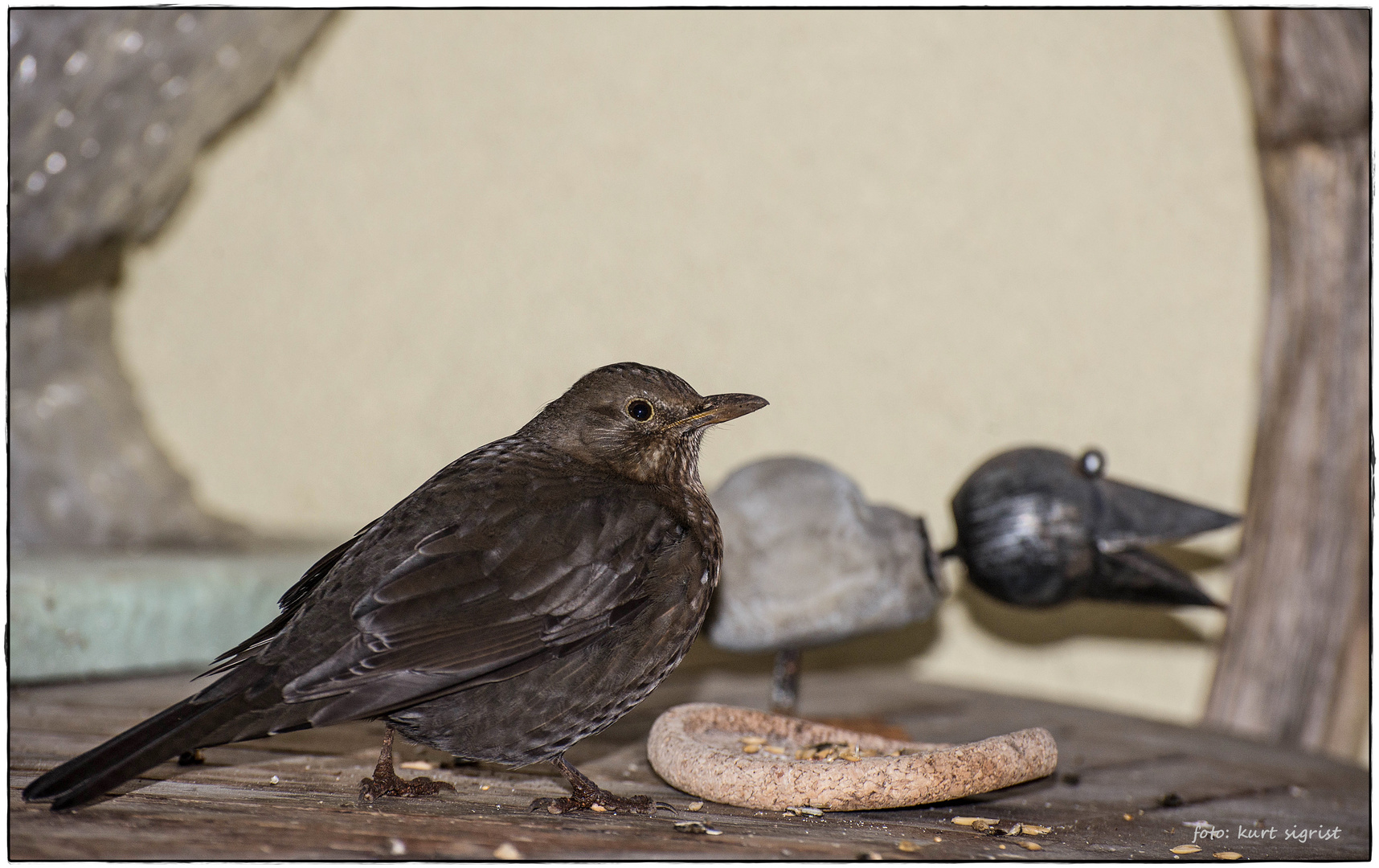 Danke sagt die Amsel-Mutter, freut sich übers Winterfutter