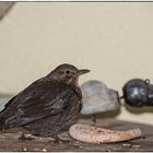 Danke sagt die Amsel-Mutter, freut sich übers Winterfutter