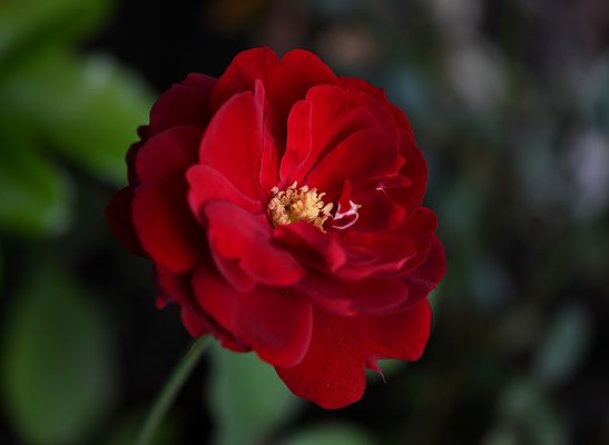 DANKESCHÖN. MERCI BEAUCOUP, ...