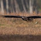 dann der erste Adler