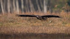 dann der erste Adler