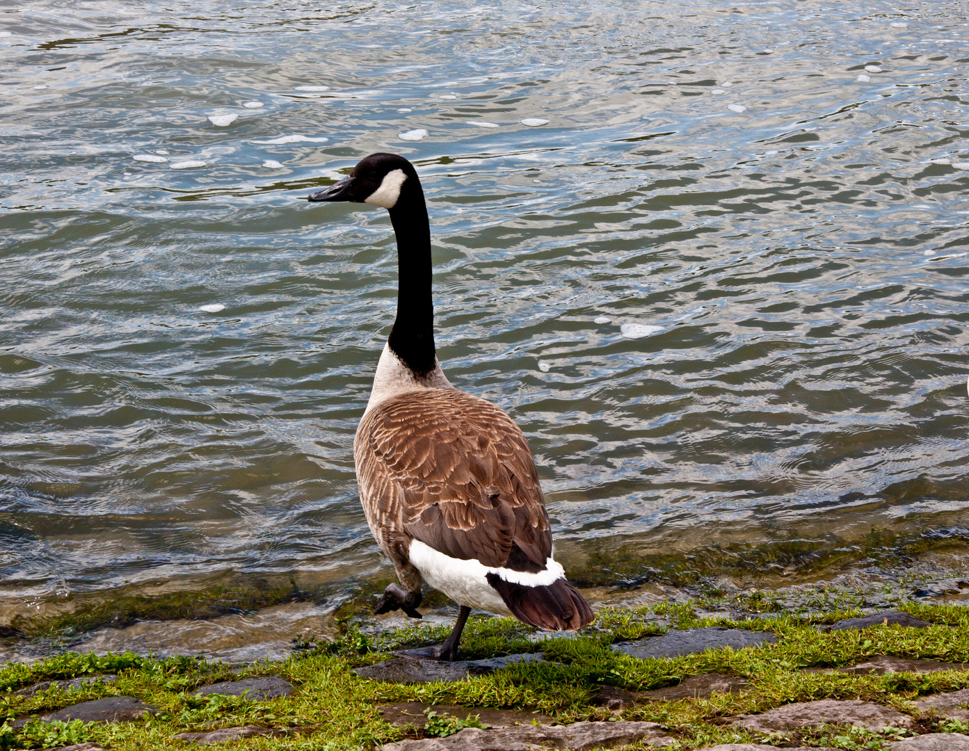 Dann gehe ich eben wieder in den Rhein.......