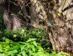 "Dann halt mit viel Lebensraum"