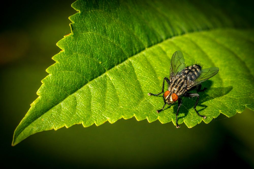 "DANN HALT NUR MAL NE FLIEGE"